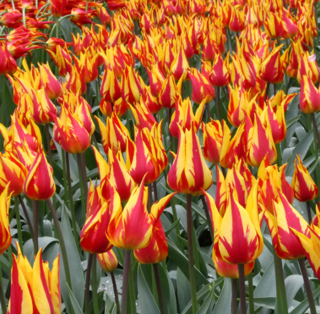 Tulip Firework Variety ( Lily-shaped tulip ) 3 bulbs