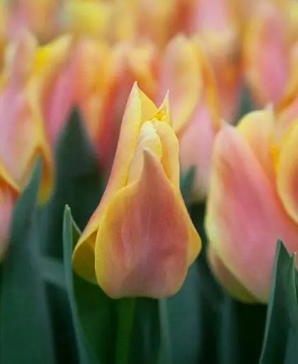 Tulip Marianne Variety ( Lily-shaped tulip ) 3 bulbs