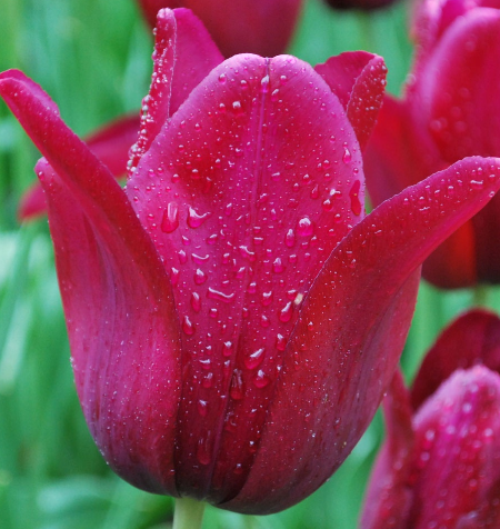 Tulip Merlot Variety ( Lily-shaped tulip ) 3 bulbs