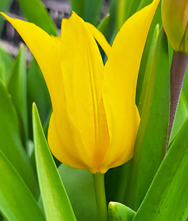 Tulip Schiedam Variety ( Lily-shaped tulip ) 3 bulbs