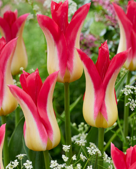 Tulip Love Story Variety ( Lily-shaped tulip ) 3 bulbs