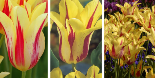 Tulip Mona Lisa Variety ( Lily-shaped tulip ) 3 bulbs