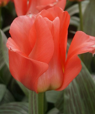 Tulip ORATORIO Variety ( Low tulip ) 3 bulbs