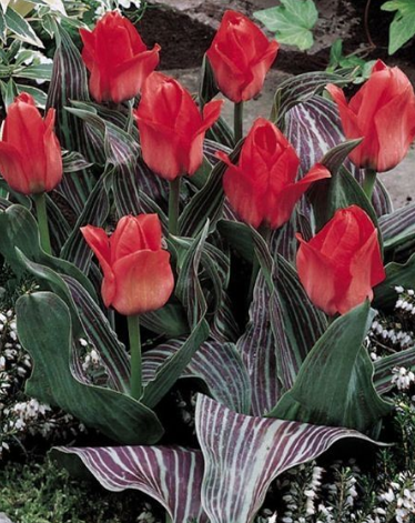Tulip ORATORIO Variety ( Low tulip ) 3 bulbs