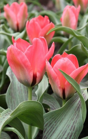 Tulip ORATORIO Variety ( Low tulip ) 3 bulbs