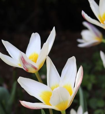 Tulip Ice Stick Variety ( Low tulip ) 3 bulbs
