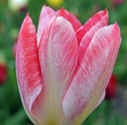 Tulip Flamming Emperor Variety ( Low tulip ) 3 bulbs