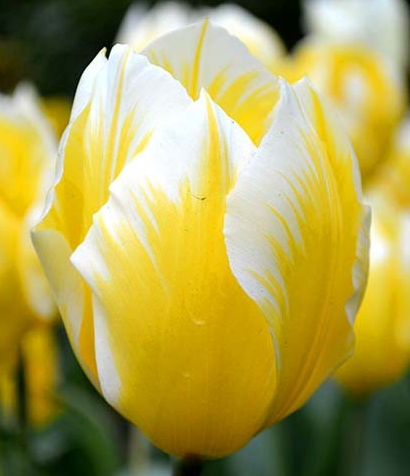 Tulip Sweet Heart Variety ( Low tulip ) 3 bulbs