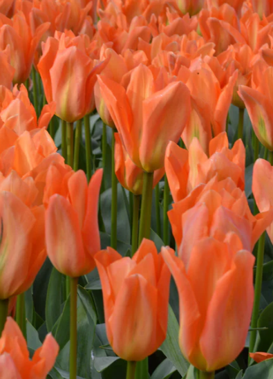 Tulip Orange Emperor Variety ( Foster's tulip ) 3 bulbs