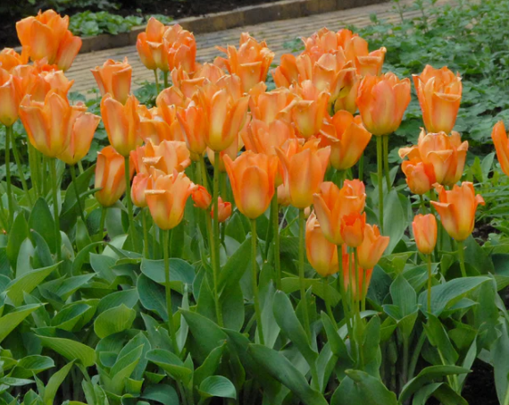 Tulip Orange Emperor Variety ( Foster's tulip ) 3 bulbs