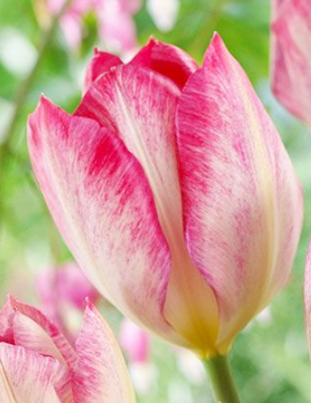 Tulip Flaming Purissima Variety ( Foster's tulip ) 3 bulbs