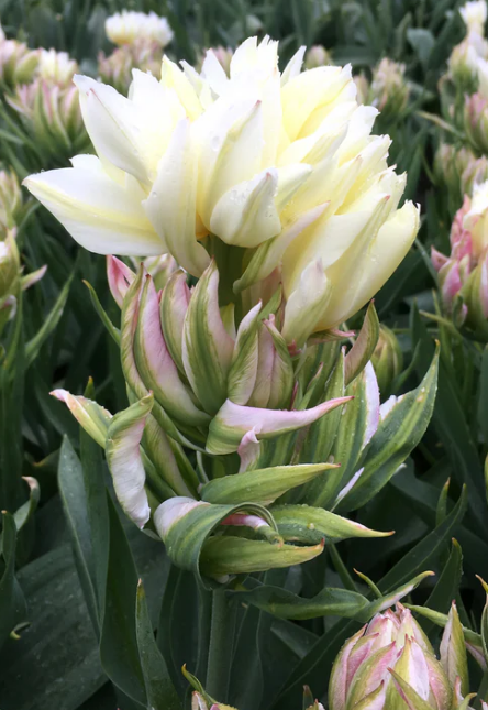 Tulip Mystery Valley Variety ( Foster's tulip ) 3 bulbs
