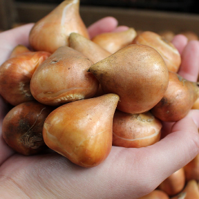 Tulip Friendly Fire Variety ( Tulip greigii ) 3 bulbs