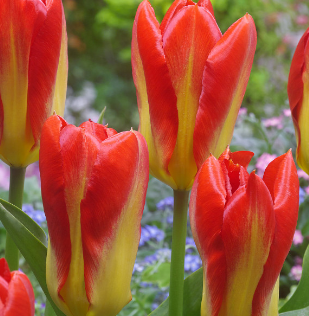 Tulip Candela Festival Variety ( Foster's tulip ) 3 bulbs