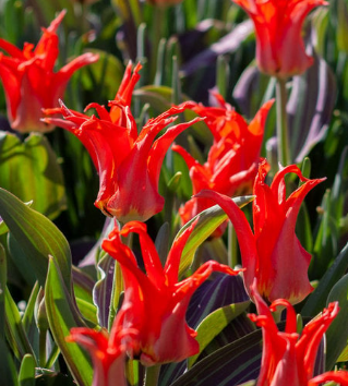 Tulip Rigas Barikades Variety ( Foster's tulip ) 3 bulbs