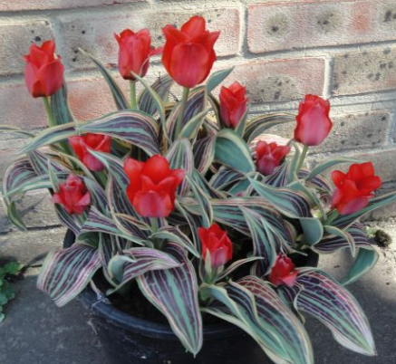 Tulip Red Riding Hood Variety ( Tulip greigii ) 3 bulbs