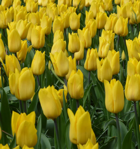 Tulip Gold West Variety ( Tulip greigii ) 3 bulbs