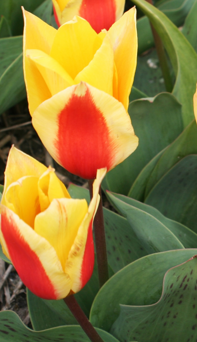 Tulip First Love Variety ( Tulip greigii ) 3 bulbs