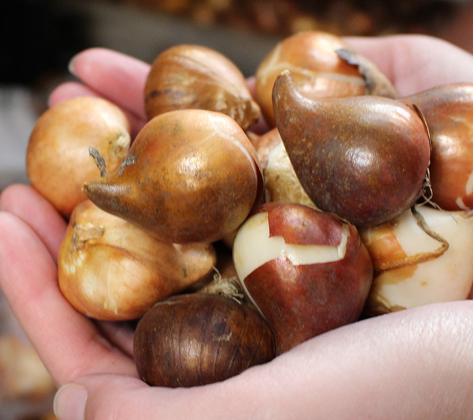 Tulip Wirosa Variety ( Whole tulip ) 3 bulbs