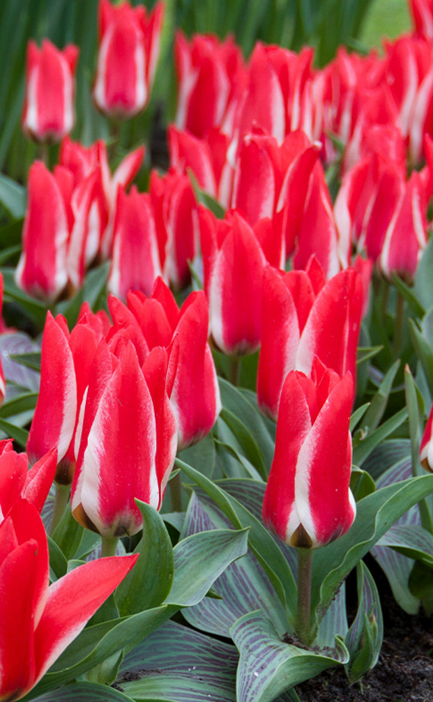Tulip Pinocchio Variety ( Tulip greigii ) 3 bulbs