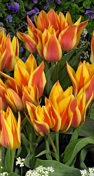 Tulip Winnipeg Variety ( Tulip greigii ) 3 bulbs