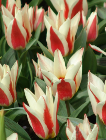 Tulip Johann Straus Variety ( Kaufmann tulip ) 3 bulbs