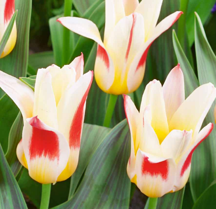 Tulip Johann Straus Variety ( Kaufmann tulip ) 3 bulbs