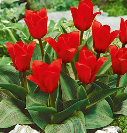Tulip Showinner Variety ( Kaufmann tulip ) 3 bulbs
