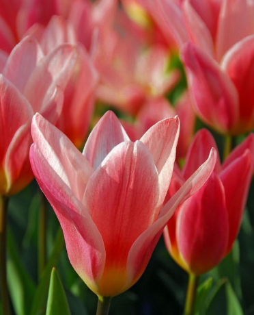 Tulip Fashion Variety ( Kaufmann tulip ) 3 bulbs