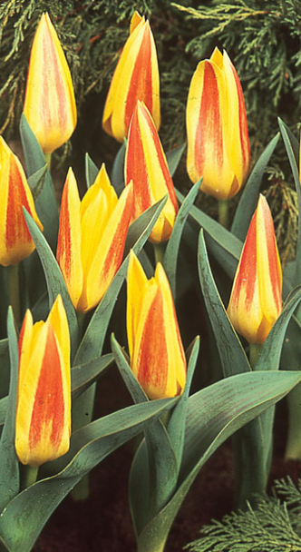 Tulip Giuseppe Verdi Variety ( Kaufmann tulip ) 3 bulbs
