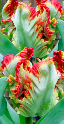 Tulip Exotic Parrot Variety ( Parrot tulip ) 3 bulbs