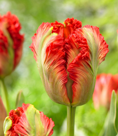 Tulip Exotic Parrot Variety ( Parrot tulip ) 3 bulbs