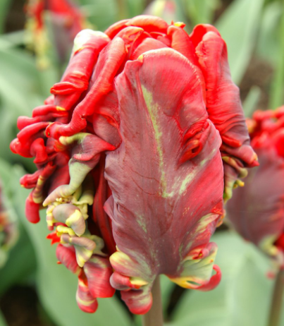 Tulip ROCOCO Variety ( Parrot tulip ) 3 bulbs