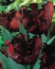 Tulip Black Parrot Variety ( Parrot tulip ) 3 bulbs