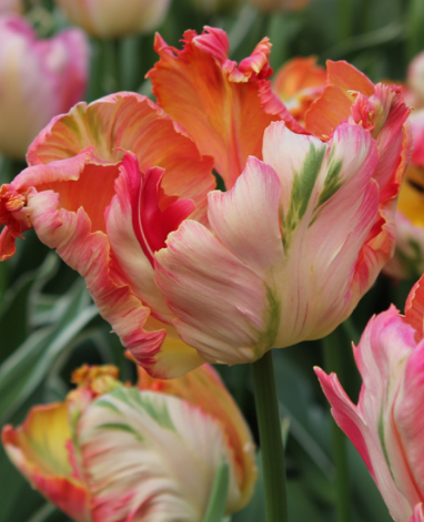 Tulip Apricot Parrot Variety ( Parrot tulip ) 3 bulbs