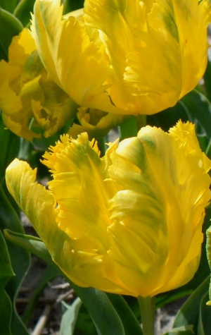 Tulip Texas Gold Variety ( Parrot tulip ) 3 bulbs