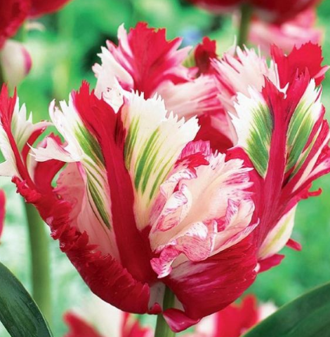 Tulip ESTELLA RIJNVELD Variety ( Parrot tulip ) 3 bulbs