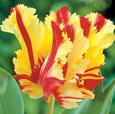 Tulip Texas Flame Variety ( Parrot tulip ) 3 bulbs