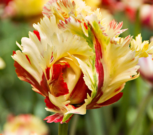 Tulip Texas Flame Variety ( Parrot tulip ) 3 bulbs