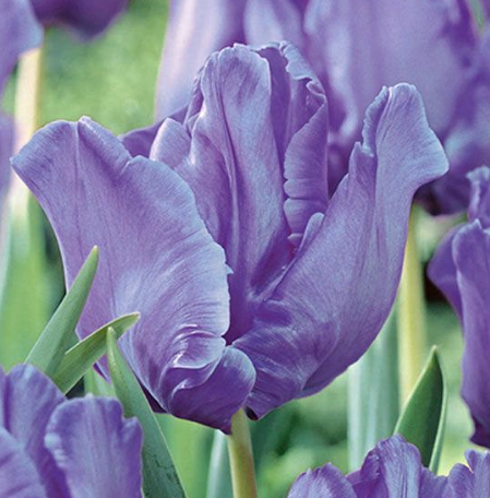 Tulip Blue Parrot Variety ( Parrot tulip ) 3 bulbs
