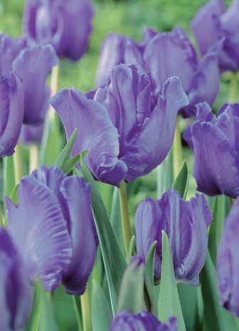 Tulip Blue Parrot Variety ( Parrot tulip ) 3 bulbs