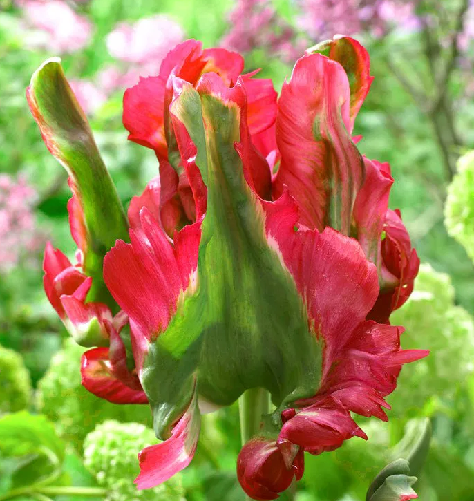 Tulip Red Wave Variety ( Parrot tulip ) 3 bulbs