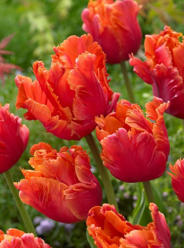 Tulip Amazing Parrot Variety ( Parrot tulip ) 3 bulbs