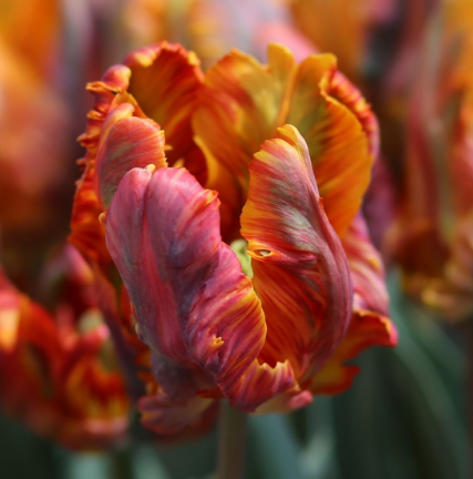 Tulip Rasta Parrot Variety ( Parrot tulip ) 3 bulbs