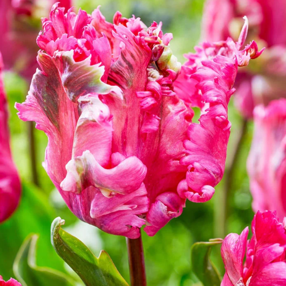 Tulip Power Parrot Variety ( Parrot tulip ) 3 bulbs