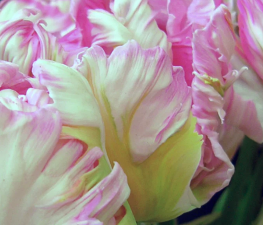 Tulip Silver Parrot Variety ( Parrot tulip ) 3 bulbs