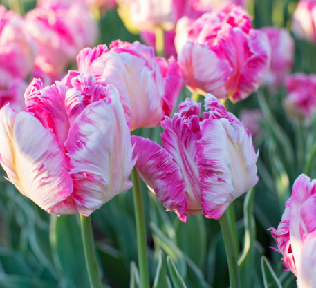 Tulip Silver Parrot Variety ( Parrot tulip ) 3 bulbs