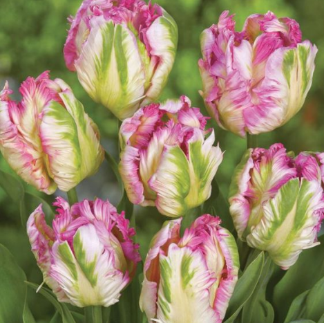 Tulip Pink Vision Variety ( Parrot tulip ) 3 bulbs