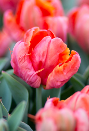 Tulip Ad Rem Parrot Variety ( Parrot tulip ) 3 bulbs