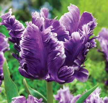 Tulip Mysterious Parrot Variety ( Parrot tulip ) 3 bulbs